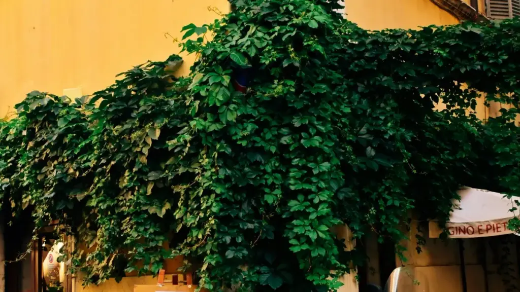 Jagora mai sauki ga creators na Najeriya: yadda zaka gano, tuntubi, kuma kayi hadin gwiwa da kamfanonin France a Lazada don raba dabi'un lafiya ga mabiyanka.