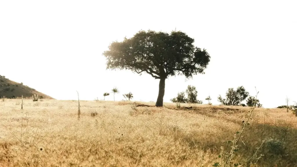 Jagora na yan Najeriya kan yadda za a kai ga brands na Kuwait ta KakaoTalk don yin haɗin-gwiwa kan productivity guides — dabaru, sassauƙa, da misalai na ainihi.