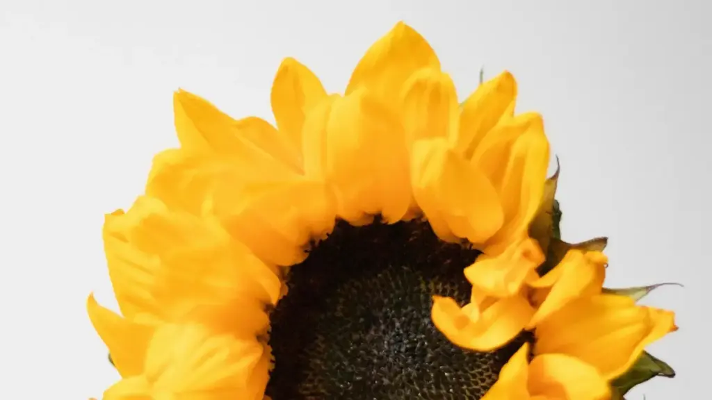 Jagora ga masu ƙirƙira daga Nigeria: dabaru masu amfani don samun haɗin gwiwa da kayan Lithuania a Hulu, tallatawa, da yadda za ku jawo sabon masu sauraro cikin 2025.