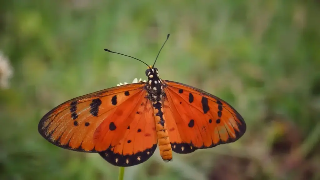 Jagora mai sauƙi ga 'yan kasuwa a Najeriya: yadda za ku nemo Pakistan Line creators don kuɗaɗen visual product reviews da tips na aiki da su.