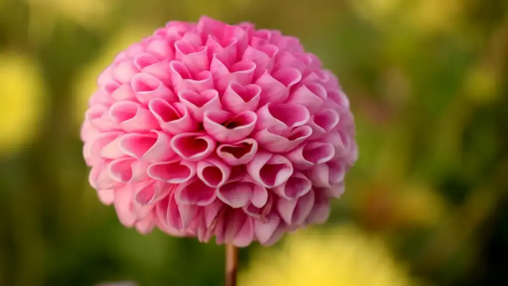 Jagora ga masu ƙirƙira a Najeriya — matakai na ainihi don samun alamu daga Dominican Republic a Clubhouse don yin bidiyon testimonial.