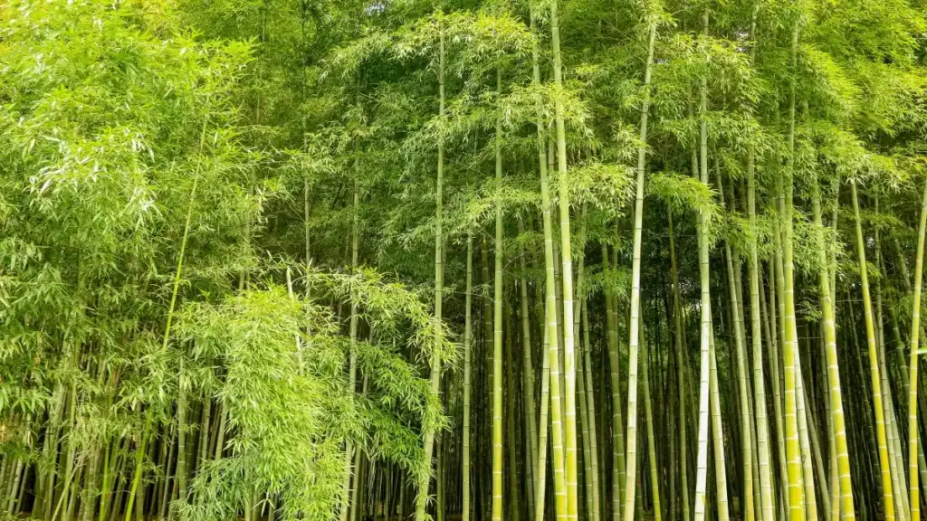 Mataki-mataki don masu ƙirƙira Naija—yadda za ku same, tuntubi, kuma karɓi PR daga kamfanonin Ethiopia a Amazon don unbox da review.