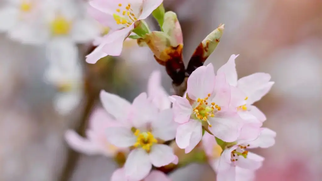 Hanya mai sauƙi da tattare da dabaru na gaske don masu ƙirƙira daga Najeriya su kai ga brands na Nepal a Clubhouse, su bayyana fa'idodin samfur cikin ƙwarewa.