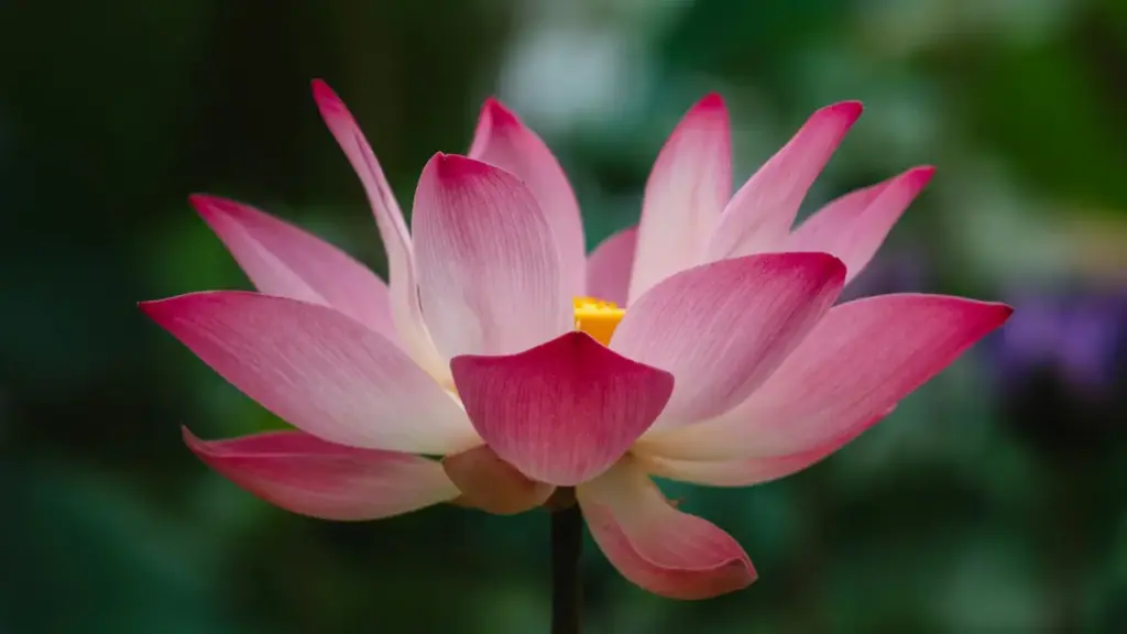 Jagora mai aiki don masu ƙirƙira daga Najeriya: matakai na zahiri don gano, haɗa, da tattauna da brands na Costa Rica a eBay domin shirye‑shiryen brand ambassador.