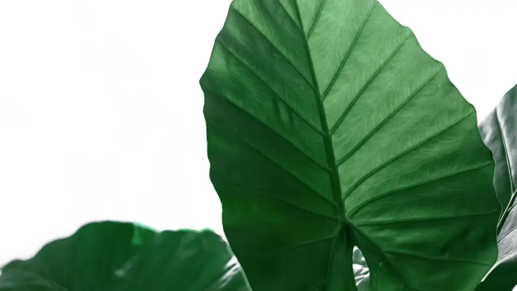 Jagora na gida don masu ƙirƙira a Najeriya: dabaru, misalai, da matakai na kaiwa kamfanonin New Zealand ta OnlyFans domin wakiltar fitness brands.