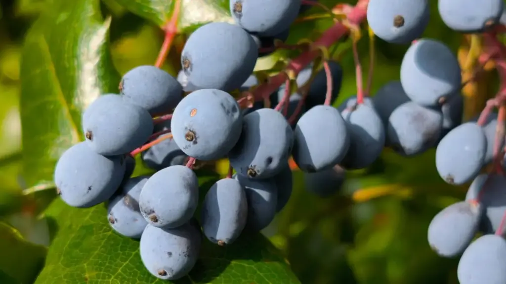 Jagora daga Najeriya kan yadda za a nemo Chingari creators daga Bangladesh domin haɗa kai da style influencers — matakai, kayan aiki, da kasuwa.