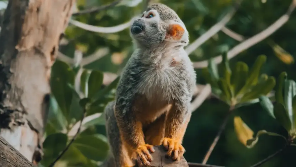 Hanyoyi na ainihi daga Najeriya don kai wa brands na Czech a Twitch, haɗe da livestream, giveaways, da haɗin gwiwar offline.