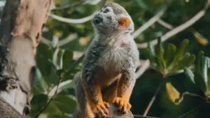 Hanyoyi na ainihi daga Najeriya don kai wa brands na Czech a Twitch, haɗe da livestream, giveaways, da haɗin gwiwar offline.