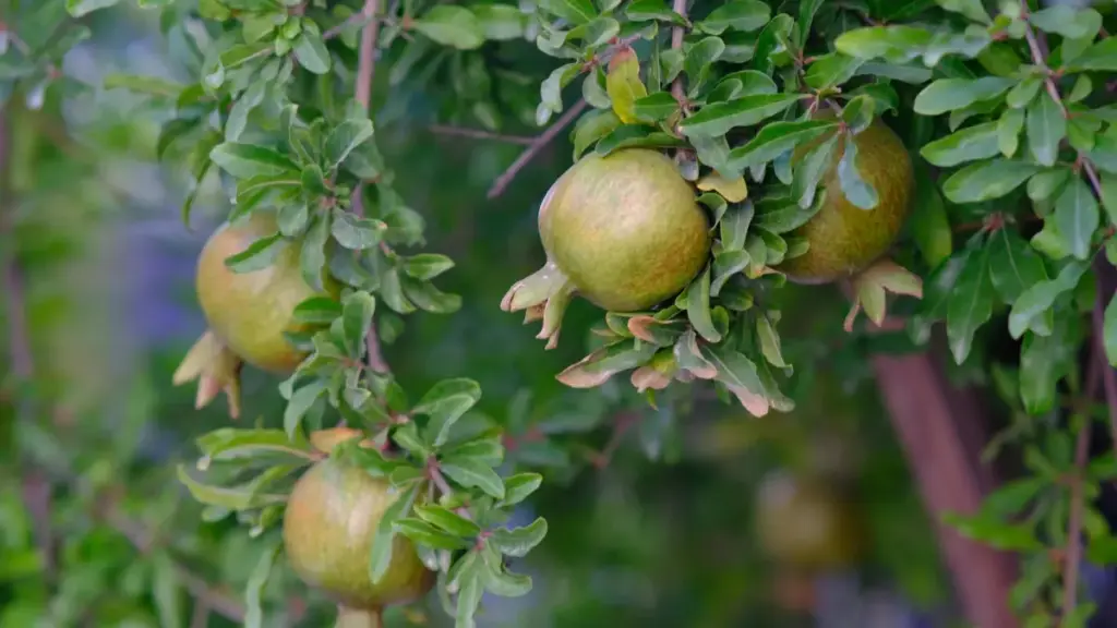Jagora na praktikal don 'yan talla a Najeriya: yadda za a gano, tantance da haɗu da YouTube creators daga South Africa don ayyukan al'umma masu tasiri.