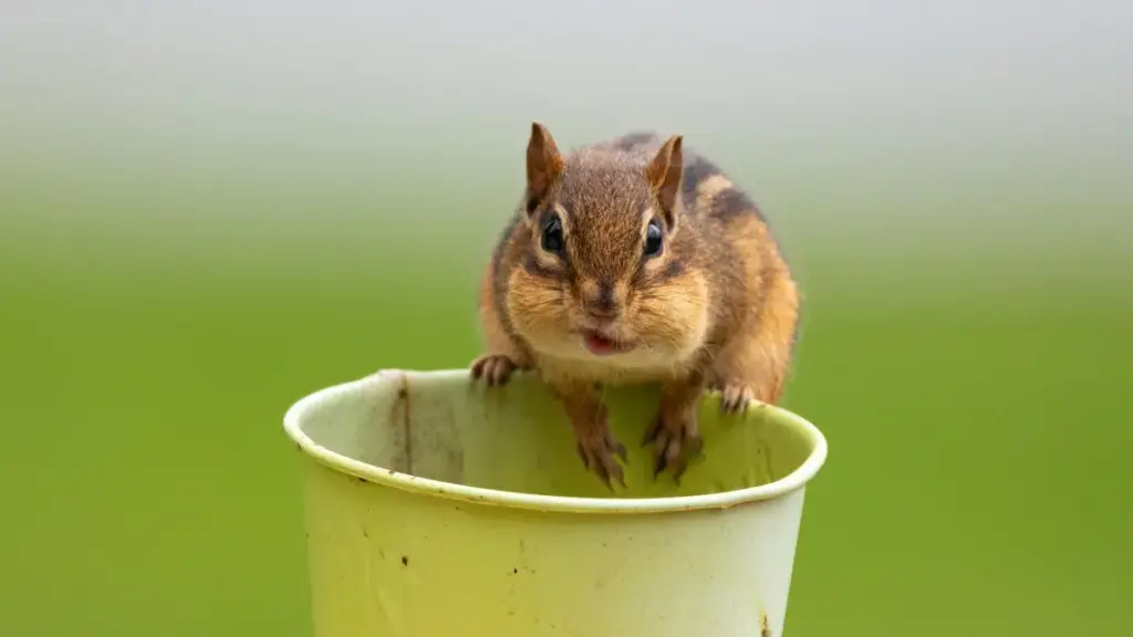 Jagora mai sauki na yadda Nigerian creator zai isa brands na Croatia a ShareChat, dabaru, misalai, da hanyoyin sadarwa.